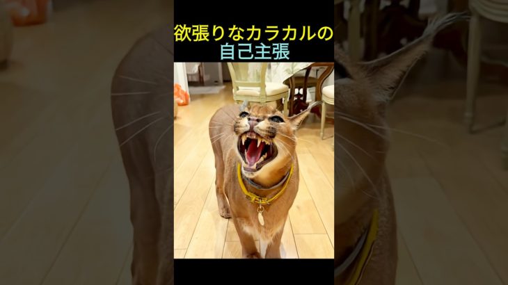 欲張りなカラカルの自己主張😼