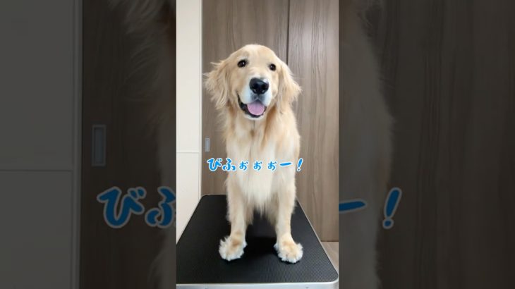 バイバイぼくのボンバー #ゴールデンレトリバー #大型犬
