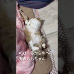 のびーるからのへそ天のももちゃん  #猫 #ねこ #ネコ #ペット #サイベリアン #かわいい猫  #ねこのいる生活 #ねこのいる暮らし