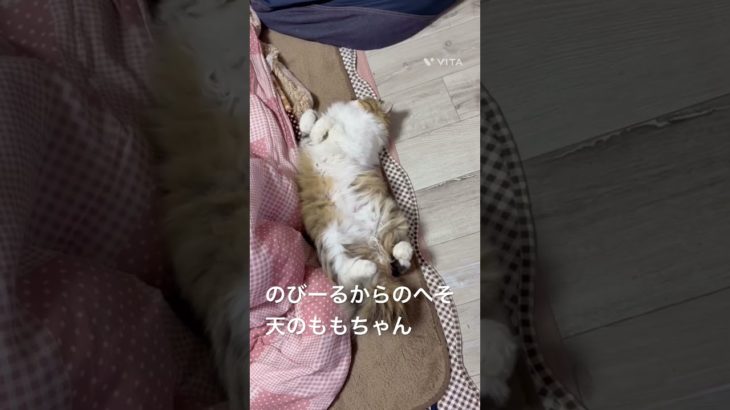 のびーるからのへそ天のももちゃん  #猫 #ねこ #ネコ #ペット #サイベリアン #かわいい猫  #ねこのいる生活 #ねこのいる暮らし