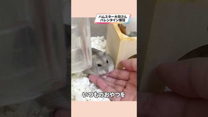 おやつを催促するハムスターが可愛い【ててらぼペット部】