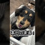 #チワワ #ダックス #ペット #子犬 #いぬ  #犬のいる生活 #チワックス #愛犬 #可愛い #癒し #犬 #まる