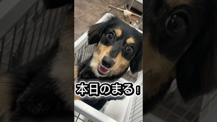 #チワワ #ダックス #ペット #子犬 #いぬ  #犬のいる生活 #チワックス #愛犬 #可愛い #癒し #犬 #まる
