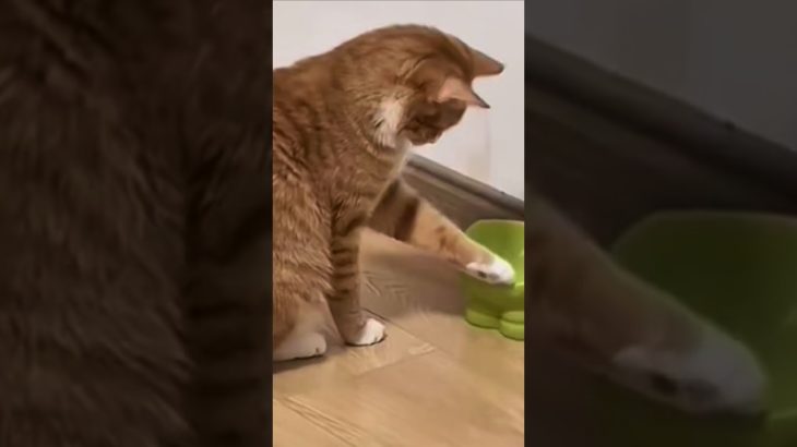 ダイエット中の猫