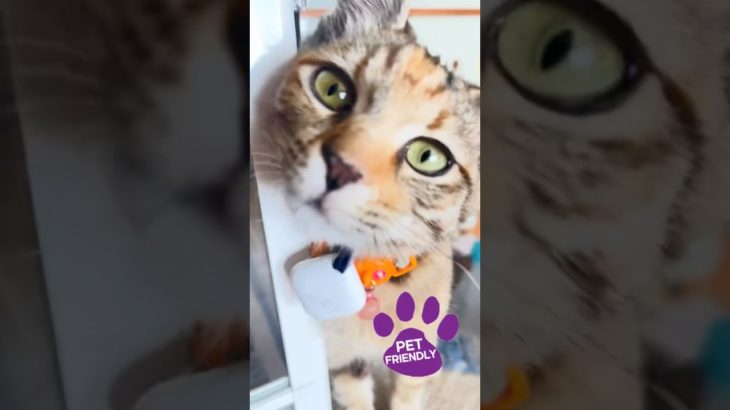 #ペット#ペットとの暮らし#家族