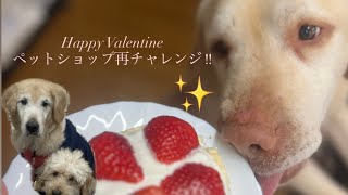りぉりぉペットショップ再チャレンジ✨/バレンタインデーに手作りケーキをあげてみた