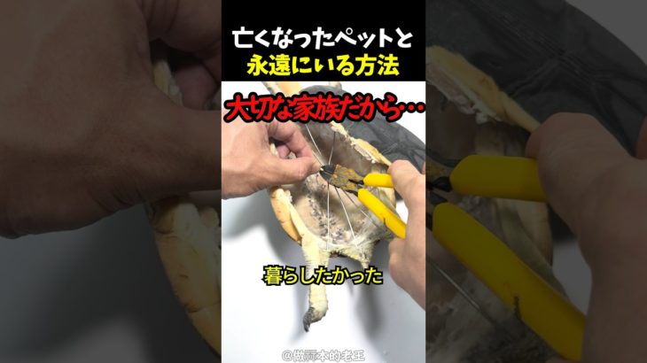 亡くなったペットと永遠にいる方法