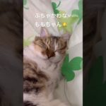 ぶちゃかわなももちゃん🐱 #猫 #ねこ #ネコ #ペット #サイベリアン #かわいい猫  #ねこのいる生活 #ねこのいる暮らし