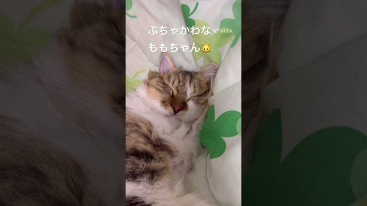 ぶちゃかわなももちゃん🐱 #猫 #ねこ #ネコ #ペット #サイベリアン #かわいい猫  #ねこのいる生活 #ねこのいる暮らし