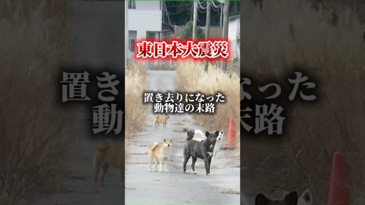 東日本大震災　ペット