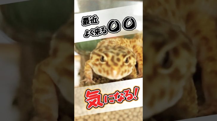 【レオパ】どうしても気になる #ヒョウモントカゲモドキ #レオパ #爬虫類 #ペット #ずんだもん #こんとどぅふぇ  #効果音ラボ