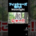 フィッシャーズ音ハメ