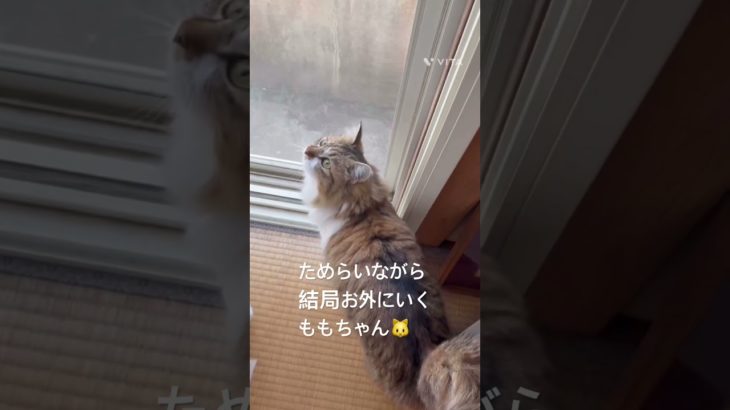 ためらいながら結局お外にいくももちゃん🐱 #猫 #ねこ #ネコ #ペット #サイベリアン #かわいい猫  #ねこのいる生活 #ねこのいる暮らし