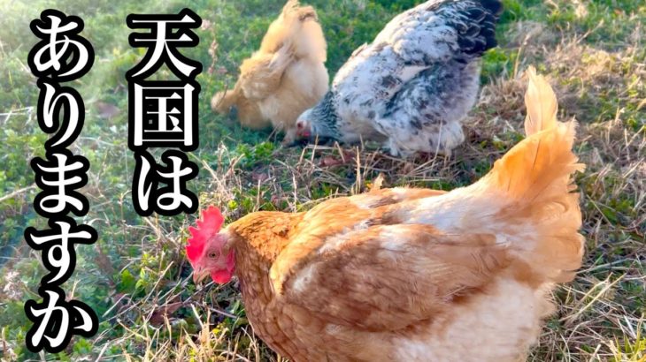 ペットロスにどう向かい合えばいいのか