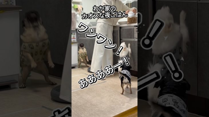わが家のカオスな夜ごはん🍚#犬#ペット #犬のいる暮らし