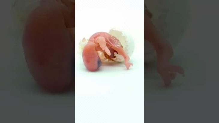 卵をかえしてみたら