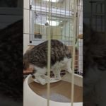 【猫のクロコ】ペット業界の闇を暴く　エキゾチックショートヘア #