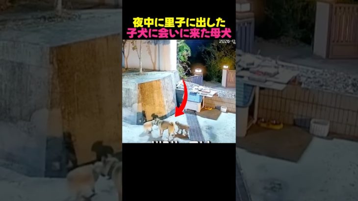 里子に出した我が子に会いに来た母犬に感動する！#子犬 #泣ける話 #ペット