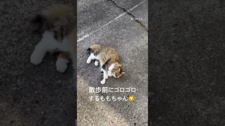散歩する前にゴロゴロするももちゃん🐱 #猫 #ねこ #ネコ #ペット #サイベリアン #かわいい猫  #ねこのいる生活 #ねこのいる暮らし