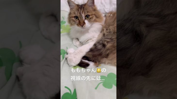 息子に弄ばれるももちゃん🐱 #猫 #ねこ #ネコ #ペット #サイベリアン #かわいい猫  #ねこのいる生活 #ねこのいる暮らし