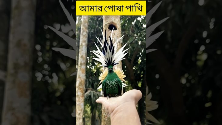 আমার পোষা পাখি ✔️🐦❤️