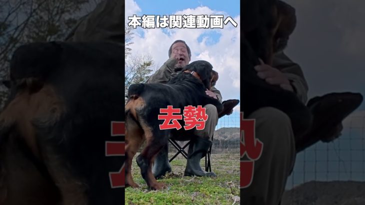 犬の去勢について　#犬の問題行動　#犬の去勢