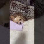 休んでいたチョビは起き上がりーーー❣️ #ペット #チワワ #チョビ #いぬ