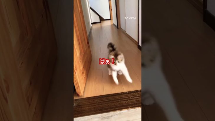 いないいないばあっ🐱 #猫 #こねこ #子猫 #ペット #サイベリアン #かわいい猫 #ねこのいる生活 #ねこのいる暮らし