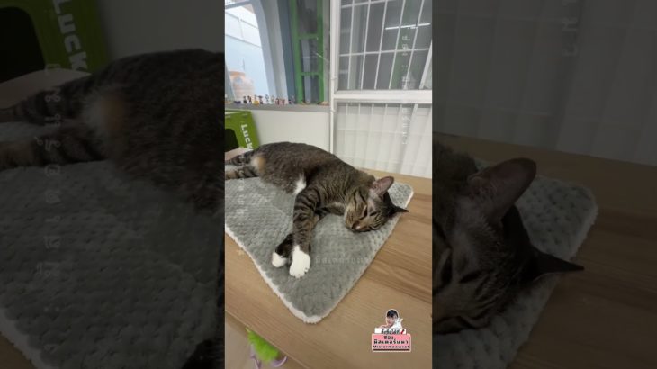 เบาะนอนสัตว์เลี้ยง