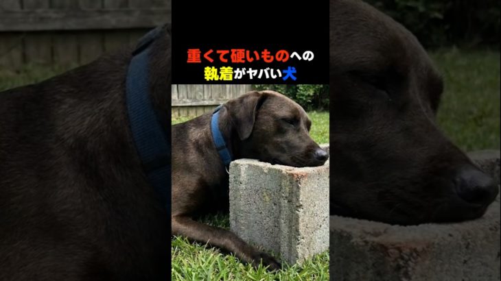 おもちゃはコンクリート？硬いものへの執着がヤバい犬