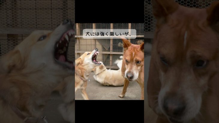 ペットでも家族でもない…私の魂