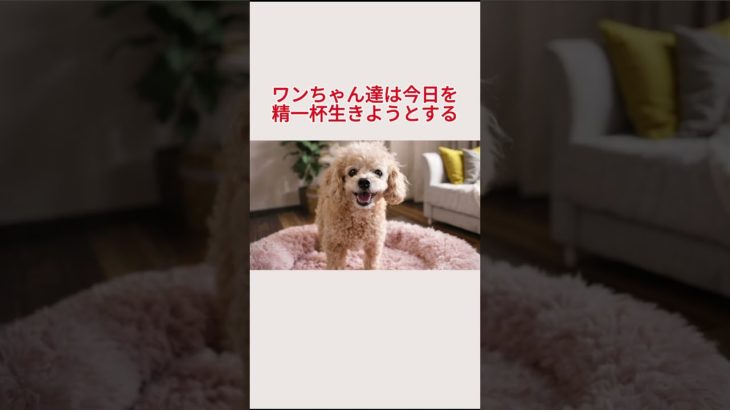 ワンちゃんとどれだけ長く一緒にいても・・・ #ペットロス #犬のいる生活 #家族