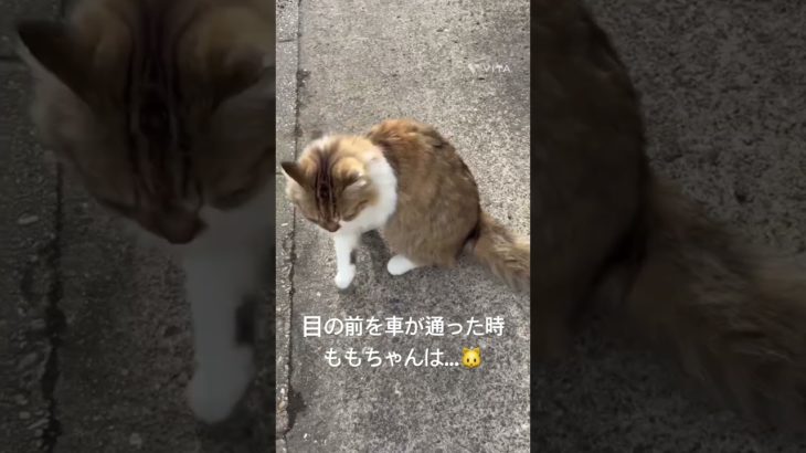 目の前を車が通った時ももちゃんは…🐱 #猫 #ねこ #ネコ #ペット #サイベリアン #かわいい猫 #ねこのいる生活 #ねこのいる暮らし