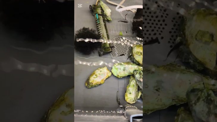 メダカ飼育を始めるいい時期ですね　#メダカ #めだか #ペットショップ 　庭師マルじゅんブログ