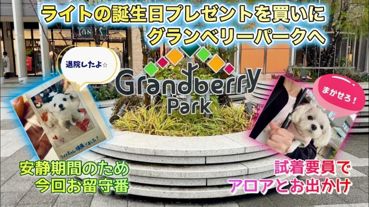 【お買い物】ペットパラダイスにお買い物