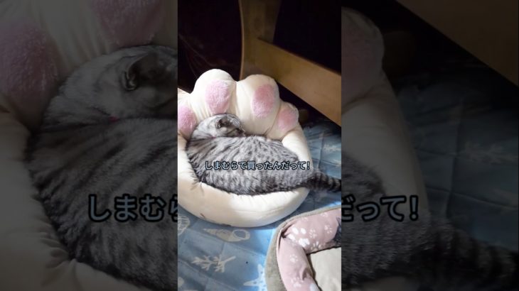 しまむら✖もちまる日記のペットベッド買ってもらった😽クッキーさんの体にフィットサイズ🩷最高にゃ～🩷