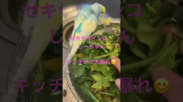 #セキセイインコ#我が家のペット#鳥のいる生活