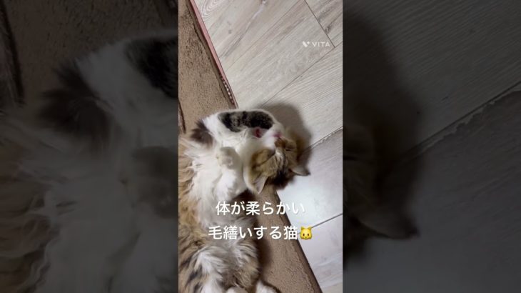 体が柔らかい毛繕いする猫🐱 #猫 #ねこ #ネコ #ペット #サイベリアン #かわいい猫 #ねこのいる生活 #ねこのいる暮らし