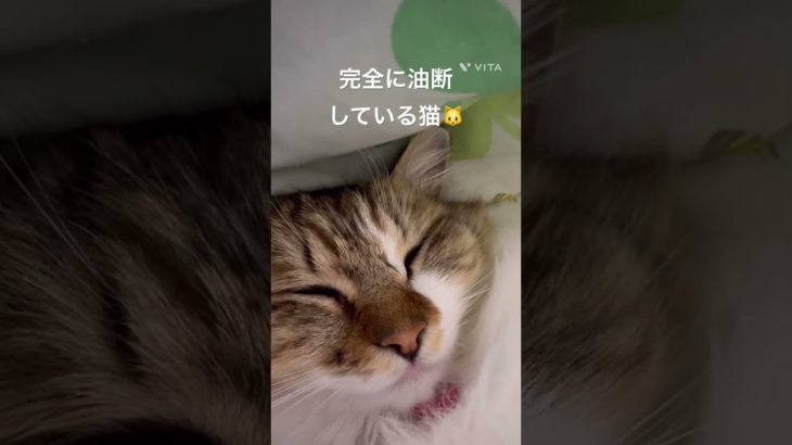 完全に油断している猫🐱#猫 #ねこ #ネコ #ペット #サイベリアン #かわいい猫 #ねこのいる生活 #ねこのいる暮らし