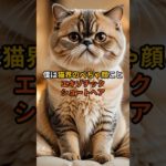 【ぺちゃ顔】エキゾチックショートヘア　#猫 #可愛い #モフモフ #ペット #鼻