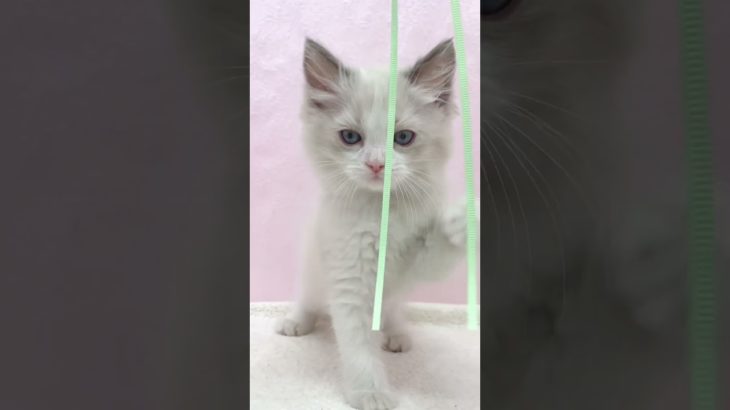 【 ペットショップマルワン板橋志村坂下店 】ラグちゃんの初めての猫じゃらし姿をお披露目♡