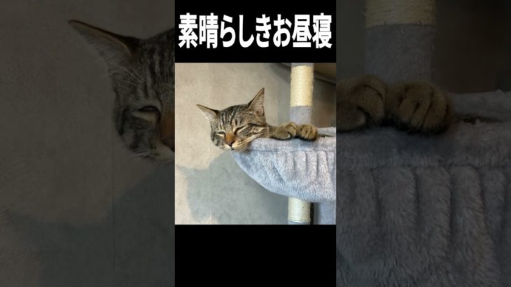 こんなお昼寝してみたい【猫vlog】#ペット #vlog #猫 #生活 #日常 #ねこ #キジトラ #ウルとネル