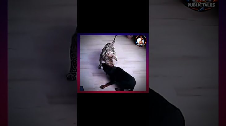 🐆 చిరుత vs రాట్‌వైలర్–ప్రాణాల పోరాటం #shortsfeed #pet #pets #chirutha #tiger #animals #news #shorts