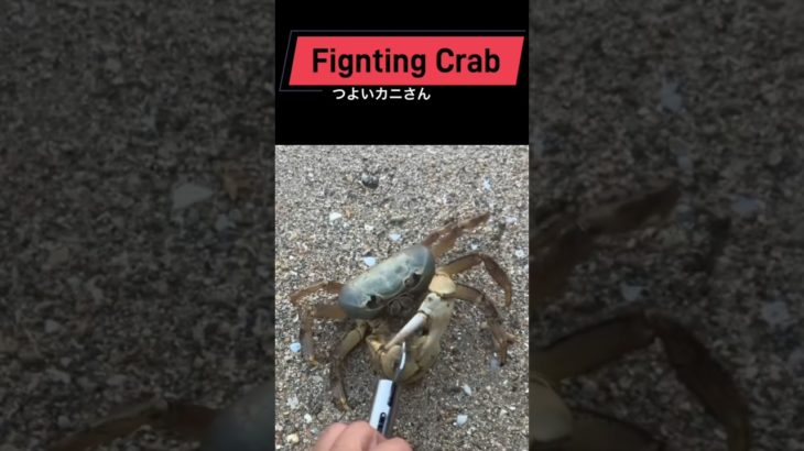 vsカニ🦀Fishing Crab#fishing#crab