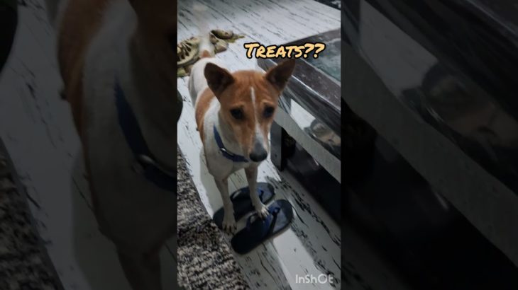 whaaaat???? 🙃🙃 #dogs #funnydogs #indiandog #funnyshorts #pet