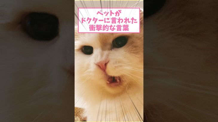 ペットがドクターに言われた衝撃的な言葉ww part176