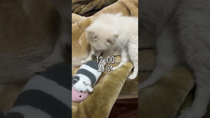 赤ちゃん犬の1日　#ポメラニアン ##犬のいる暮らし #ペット