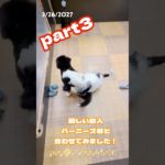 #ぱぴきん#福岡ペットショップ#ミックス犬 #199800円#犬のいる暮らし #アメリカンコッカースパニエル