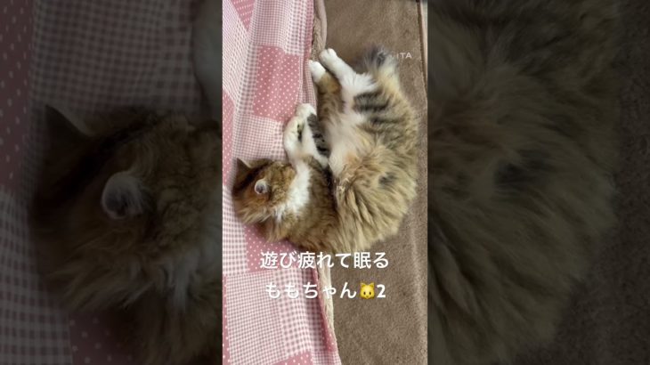 遊び疲れて眠るももちゃん🐱2 #猫 #ねこ #ネコ #ペット #サイベリアン #かわいい猫 #ねこのいる生活 #ねこのいる暮らし #猫のいる生活