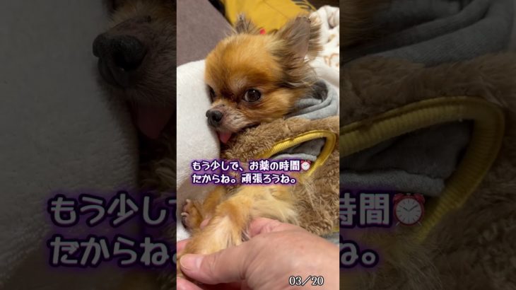 留守番をしている2人をペットカメラで。　夜中のモコちゃんのお薬の時間。＠チワワのモコ千音 #チワワ #癒し #犬のいる生活 #ペットカメラ #お留守番 #眠る #愛犬 #モコちゃん #おやすみ